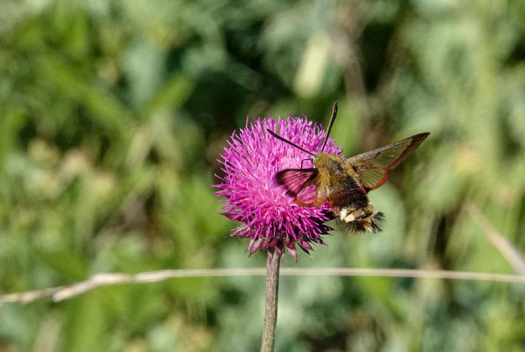 Aiuto id. Macroglossum stellatarum? No, Hemaris fuciformis - Sphingidae